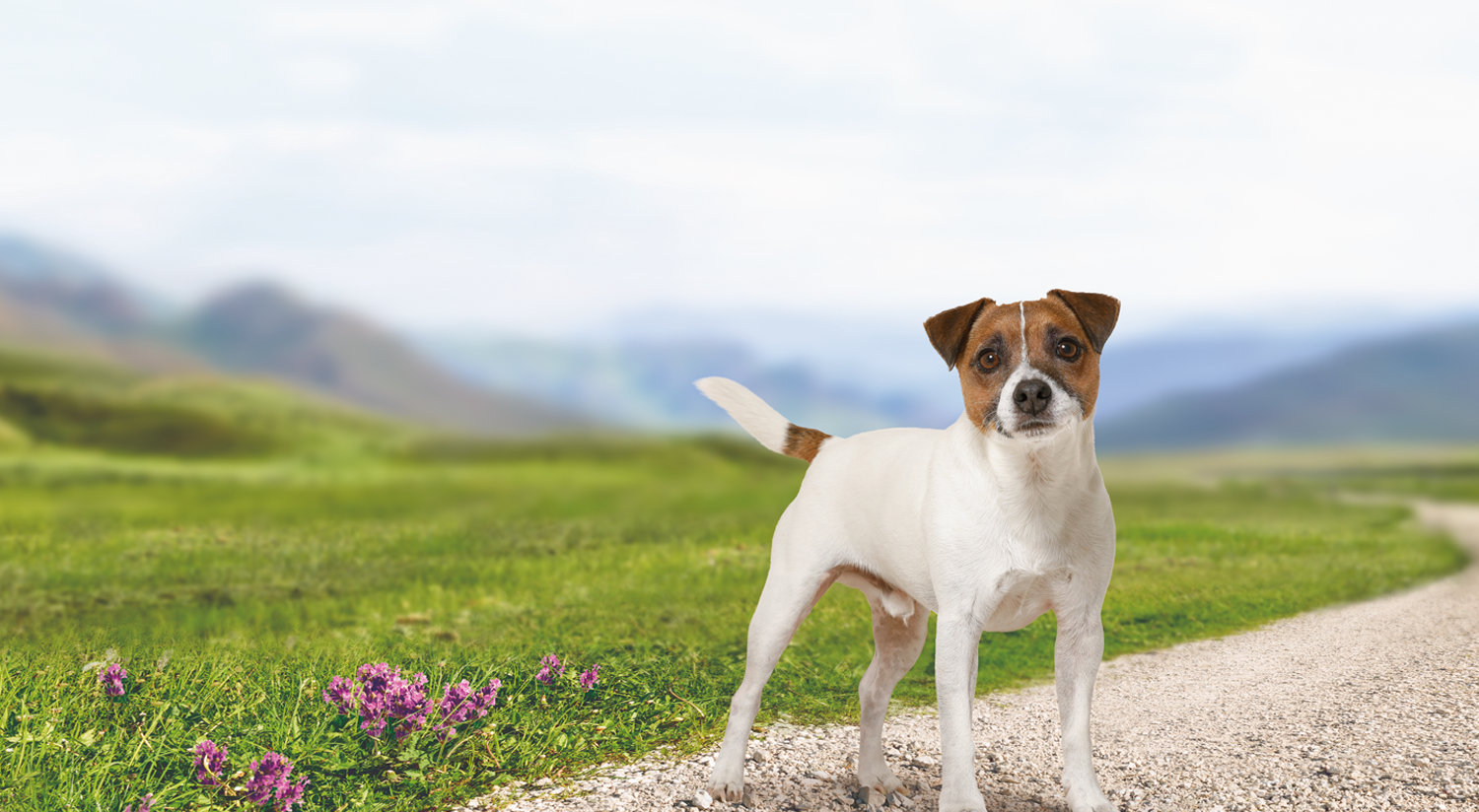 Sucha karma dla dorosłych psów rasy Jack Russell terrier